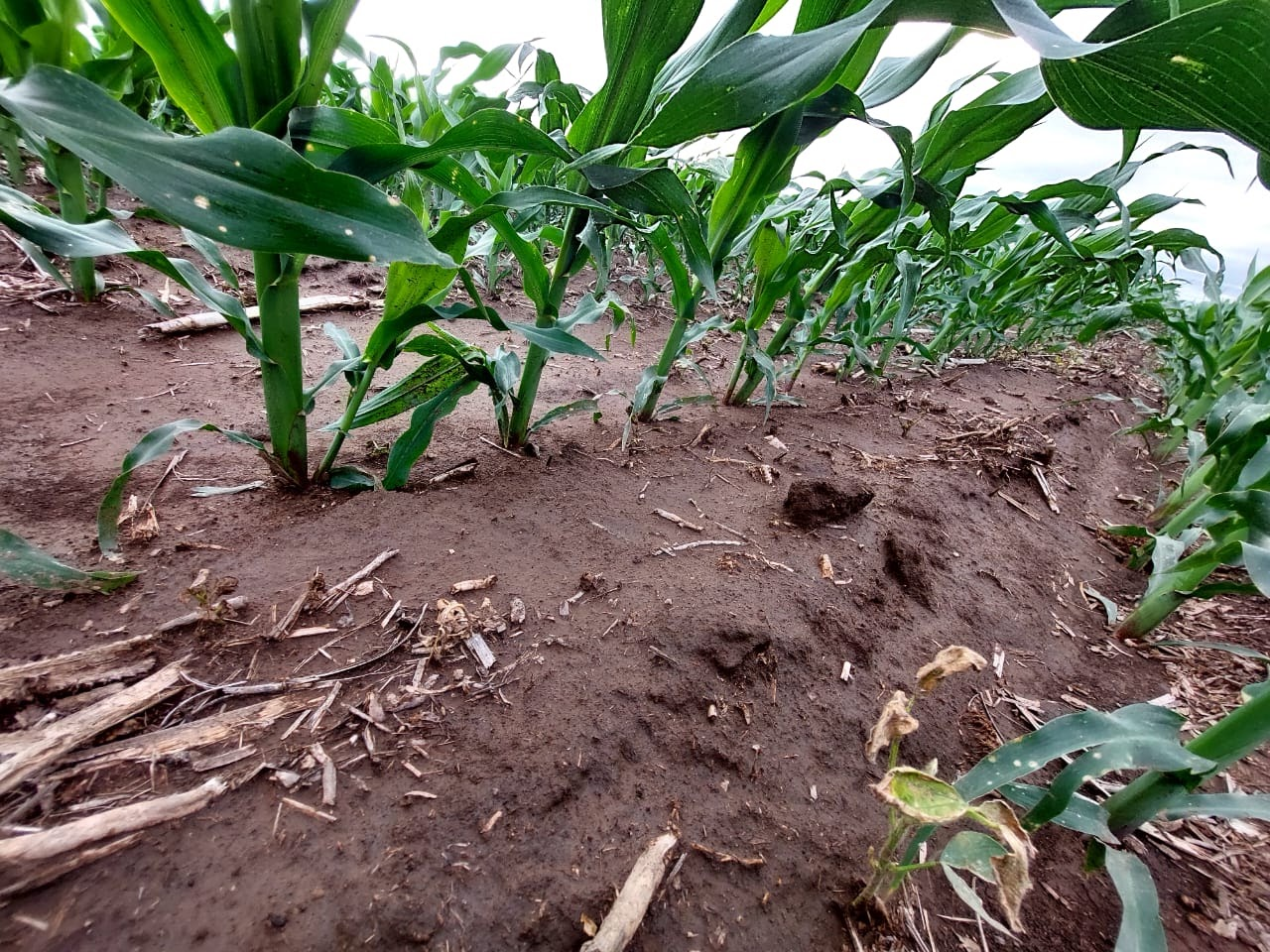Monitoreo de cultivos de maíz en campo - GAP