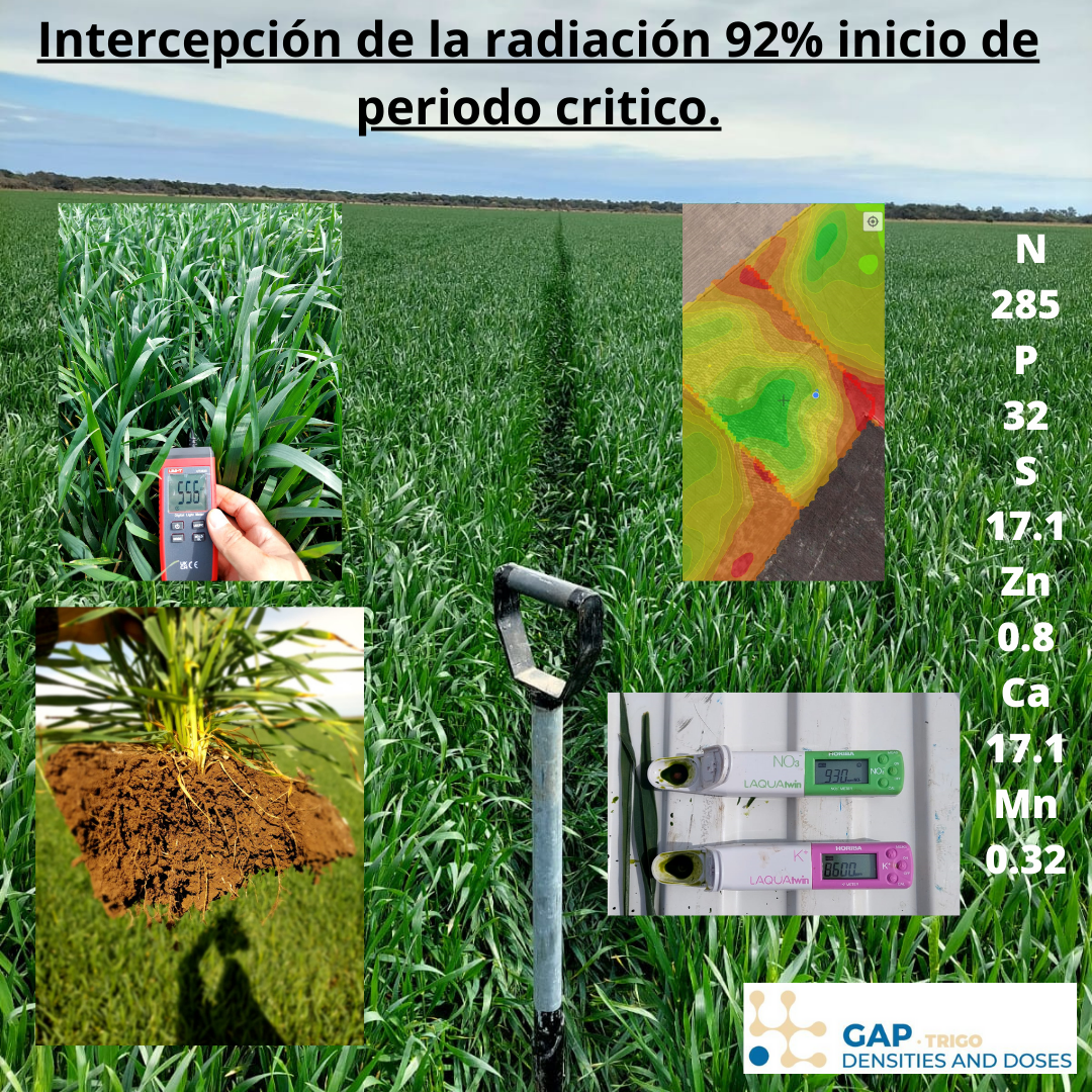 Intercepción de radiación en inicio del período crítico